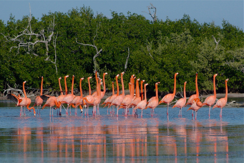 Yucatan: Las Coloradas Pink Lake & Rio Lagartos Tour with Lunch