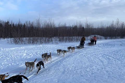 Fairbanks, Alaska: Tag Sled Dog Mushing Experience