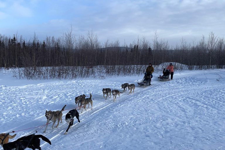 Fairbanks, Alaska: Tag Sled Dog Mushing Experience