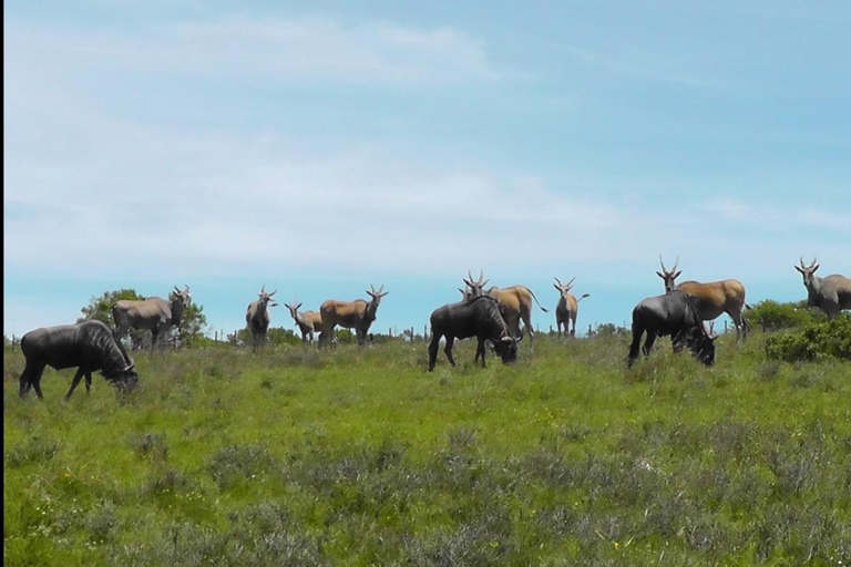 Schotia Safari – Big 5 Experience with High Lion Sightings