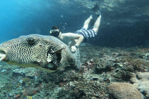 Vanuit Lembongan: Snorkelen 3 Spot Manta Bay, Gamat en MuurOchtendsessie