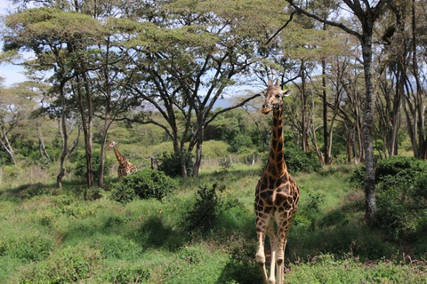 Kenia: 7-tägige Big 5 Safari Tour ab Nairobi