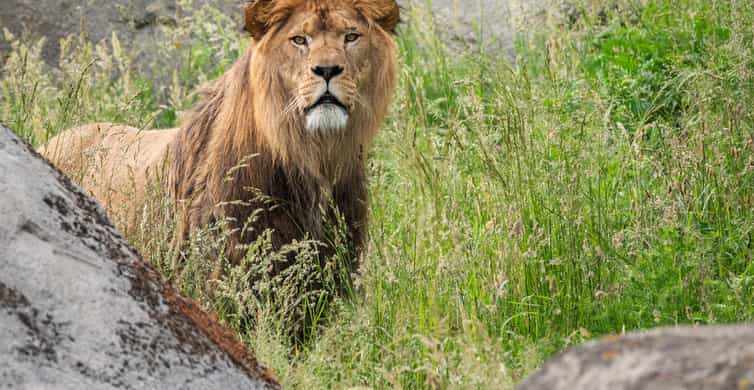 Emmen: Wildlands Adventure Zoo and Rimbula River Boat Ride photo 9
