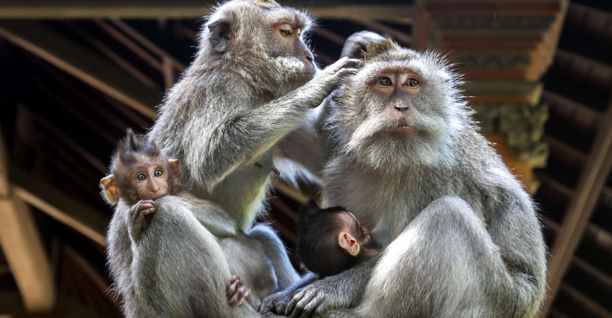 From Bali: Saraswati Temple, Monkey Forest, Ubud Waterfalls photo 11