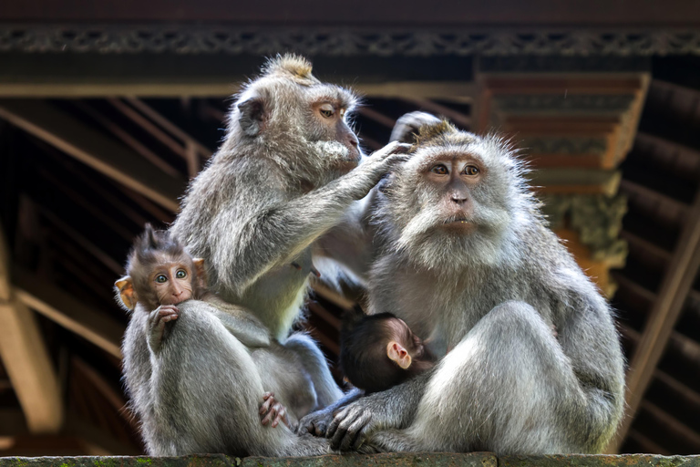 Bali: Saraswati Temple & Ubud Monkey Forest with Waterfalls Small-Group Tour