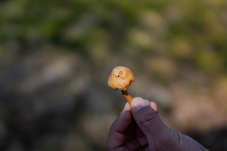 Saariselkä: excursión a los tesoros del bosque con almuerzo al aire libreSaariselkä: Excursión a los tesoros del bosque con almuerzo al aire libre