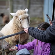 Te Anau: Guided Farm Tour with Sheep Shearing & Dog Show