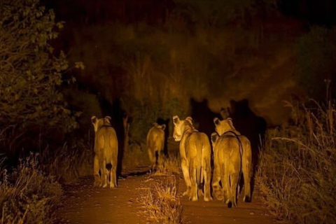 Pilanesberg: Night Safari Tour with Guide