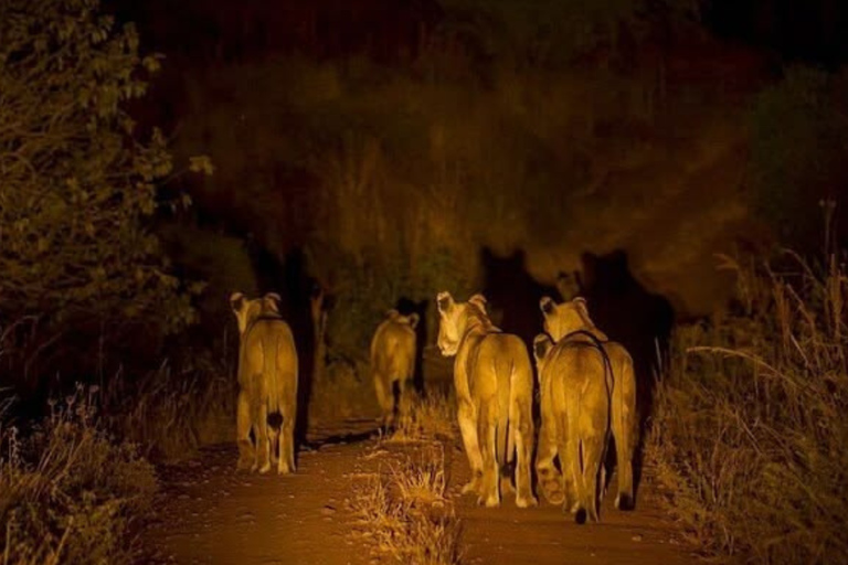 Pilanesberg: Night Safari Tour with Guide