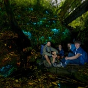 Auckland: Inner-City Glowworm Experience in an Ancient Volcano