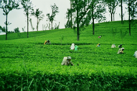 Ella Day Trip: with Little Adam's Peak Hike From Colombo