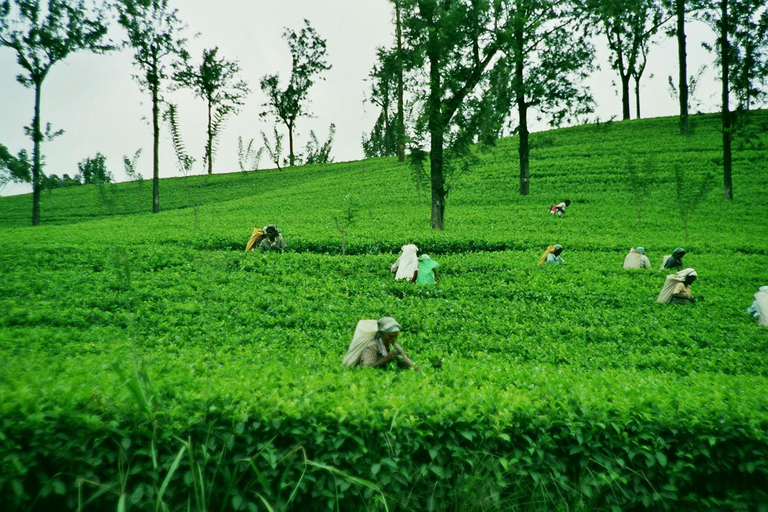 Ella Day Tour: with Tea Factory Visit From Colombo/ Negombo