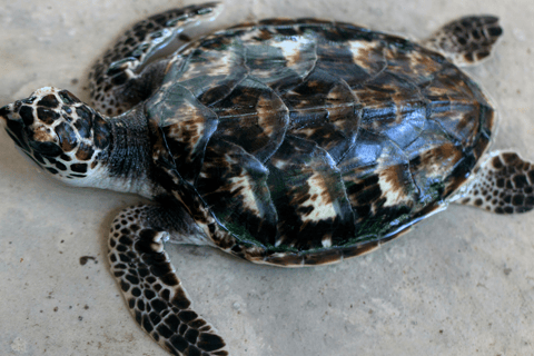 Galle Private City Tour with Fort, Beaches & Turtle Hatchery