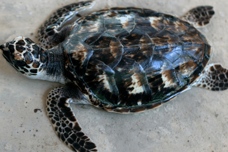 Galle Private City Tour with Fort, Beaches & Turtle Hatchery
