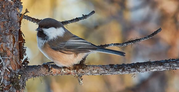 Kiruna: Wildlife and nature photography
