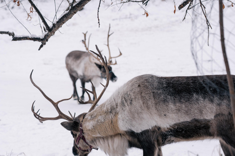 Fairbanks: Reindeer Walk with transportation