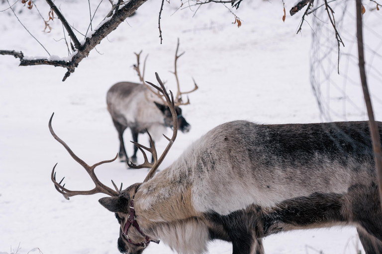 Fairbanks: Reindeer Walk with transportation