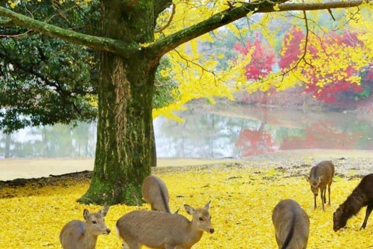 Kyoto/Osaka: Kyoto and Nara Customized Private Guided Tour