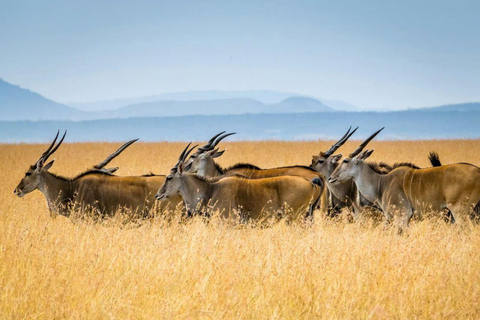 Nairobi: 3-Day epic trip to Maasai Mara Reserve with meals 3 days, 2 nights private safari to Mara in a tourist VAN