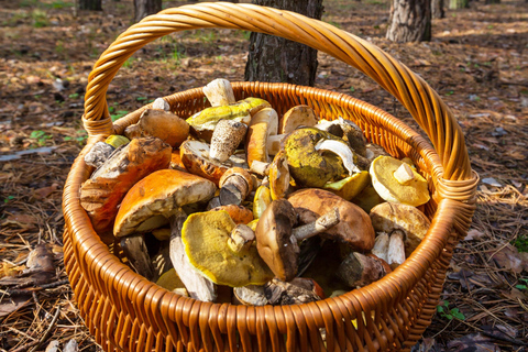 Yerevan: Wild Herbs Foraging Experience in the Nature