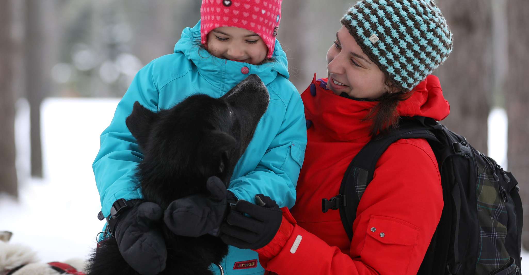 Mont-Tremblant, Dogsledding Experience - Housity