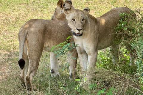 Dar es Salaam: gita di 1 giorno in treno al Parco nazionale di Mikumi