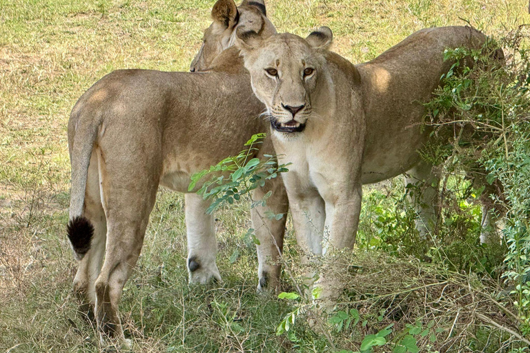 Dar es Salaam: gita di 1 giorno in treno al Parco nazionale di Mikumi
