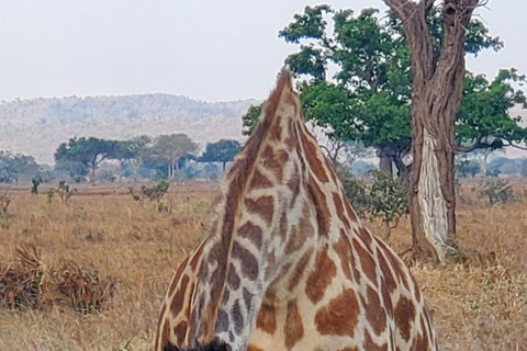 TAGESTOUR ZUM NYERERE-NATIONALPARK VON SANSIBAR AUS PER FLUG