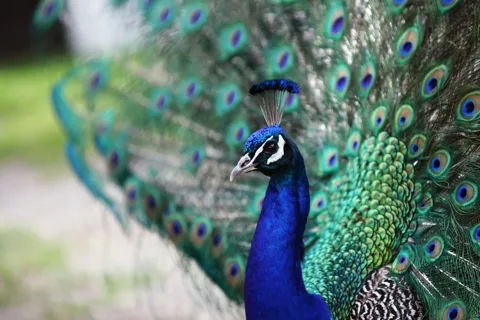 Bird Watching at Kodachadri