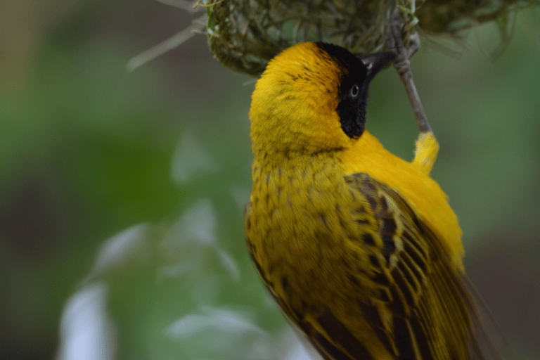 Rwanda: 7-Day Gorillas, Chimpanzees, and Cultural Safari