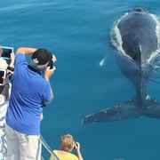 Hervey Bay Whale Odyssey Cruise