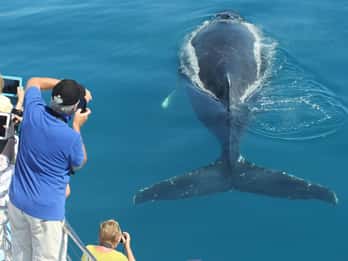 Bahía de Hervey 3/4 días de tour de avistamiento de ballenas con almuerzo