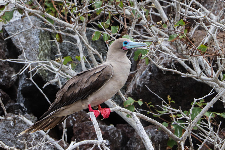 Ultimate Galapagos 6 Days Tour