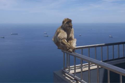 Desde Málaga y la Costa del Sol: Compras en Gibraltar