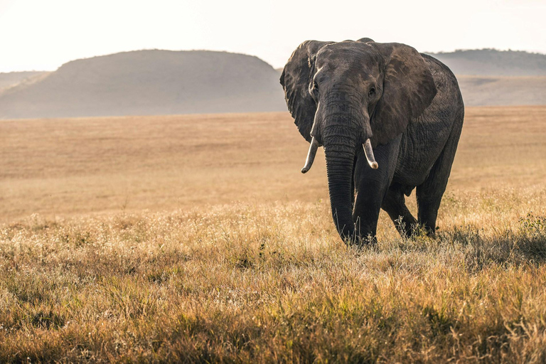 Safari na Reserva de Samburu: A natureza selvagem indomável do norte do Quénia