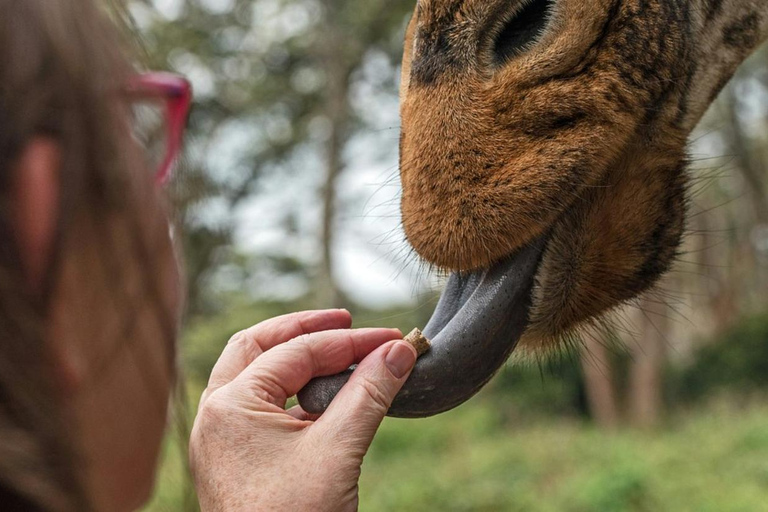 Langata: Rare Rothschild Giraffes Feeding Experience