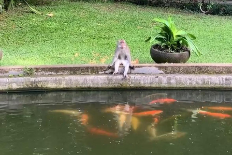 Bali: Ubud Full-Day Cultural and Nature Tour