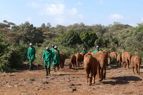 Parc national de Nairobi : visite d&#039;une demi-journée en groupe avec prise en charge