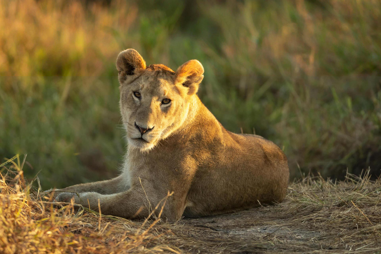 El mejor paquete de safari de 9 días por la vida salvaje de Tanzania