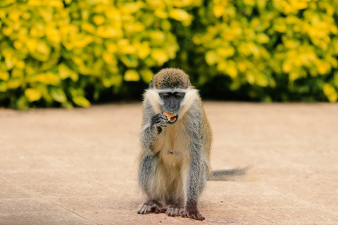 From Addis Ababa: 8-Day Danakil, Awash & Harar Safari