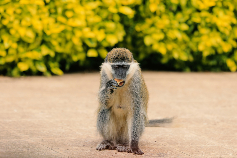 From Addis Ababa: 8-Day Danakil, Awash & Harar Safari
