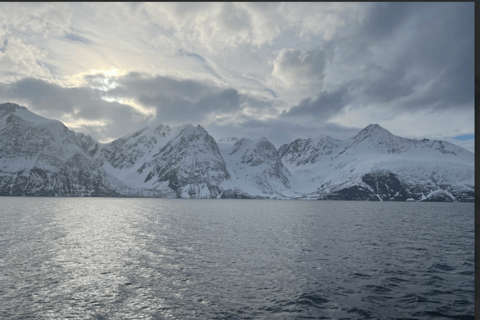 Tromsø: Classic arctic fjord cruise with lite lunch
