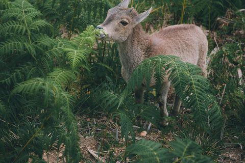From Kochi: Munnar Hill Station Day Trip