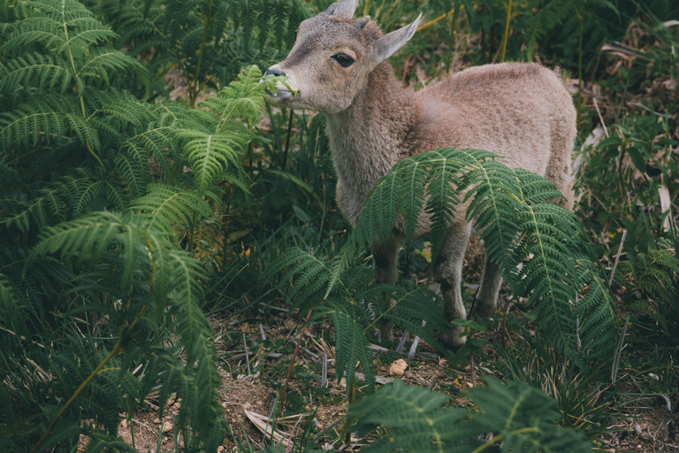 From Kochi: Munnar Hill Station Day Trip