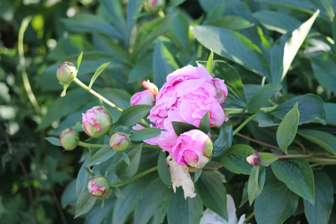 Paris VIP: Giverny Gardens Monet House Chauffeur Driven 5hrs