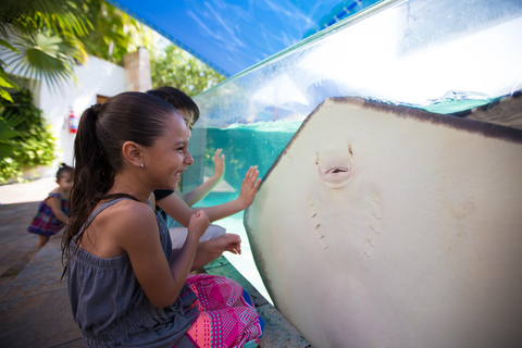 Cancún: Interaktiver Aquarium-Eingang + Delphin-Präsentation