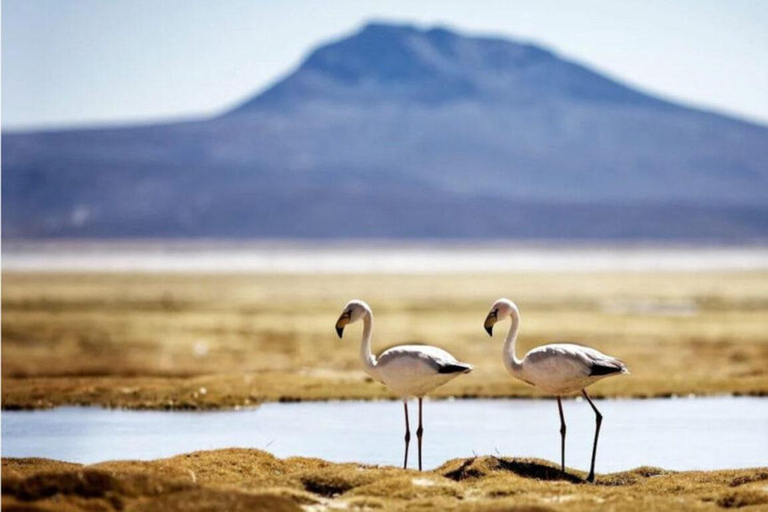 AREQUIPA: PILLONES WATERVALLEN EN STEENBOS