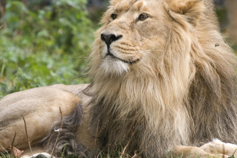2-Day Agra City Tour with Etawah Lion Safari Adventure Taj Mahal & Etawah Safari Tour without Tickets & Lunch