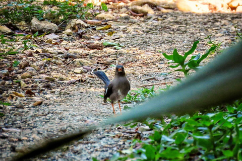 Visite privée du sanctuaire d&#039;oiseaux de RocklandDepuis Montego Bay