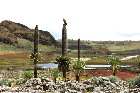 3-tägige Tour zum Bale Mountains Nationalpark mit Besuch in Addis Abeba